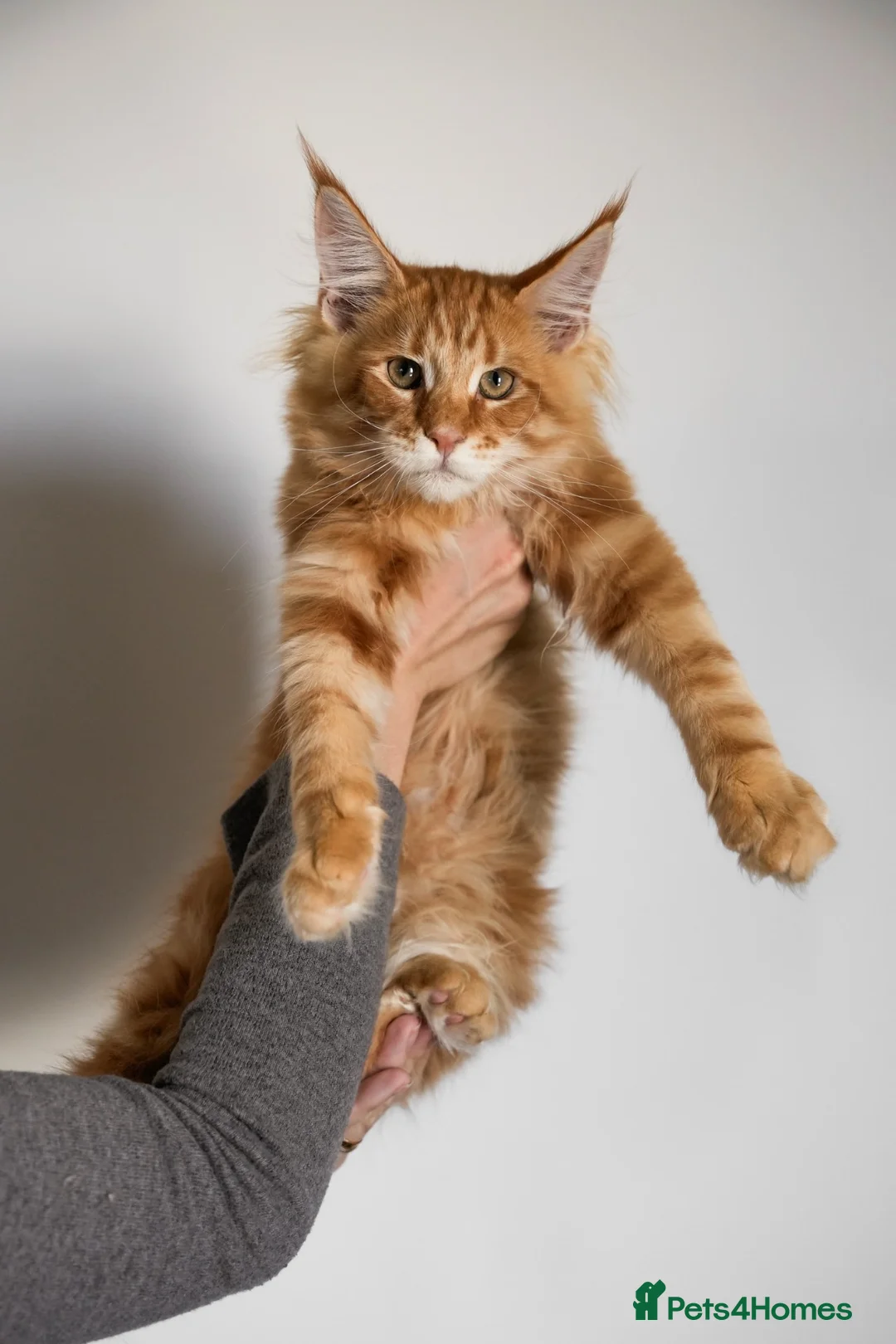 Maine Coon cats for sale: 5 Beautiful Russian Import Kittens TICA - Advert 1