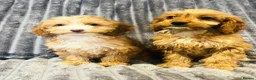 Cockapoo dogs for sale: F1 cockapoo girls two left READY TO LEAVE 🐶!!!!! - Advert 4
