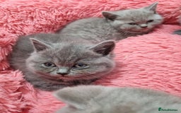 British Shorthair cats for sale: British shorthair kittens lilac/blue - Image 24