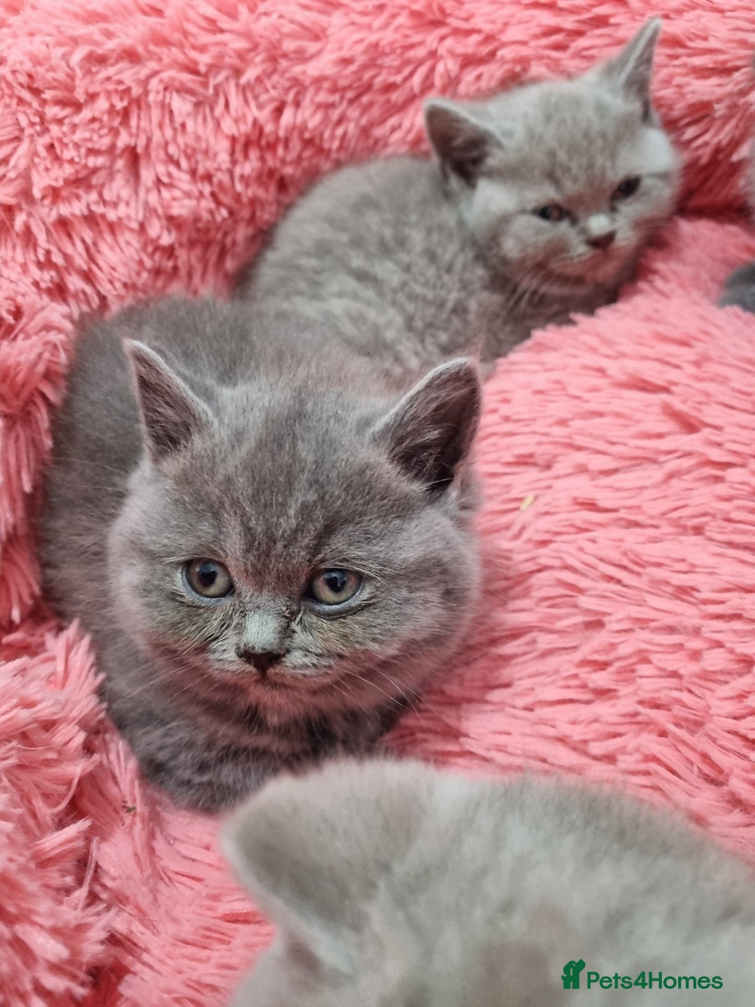 British Shorthair cats for sale: British shorthair kittens lilac/blue - Image 24