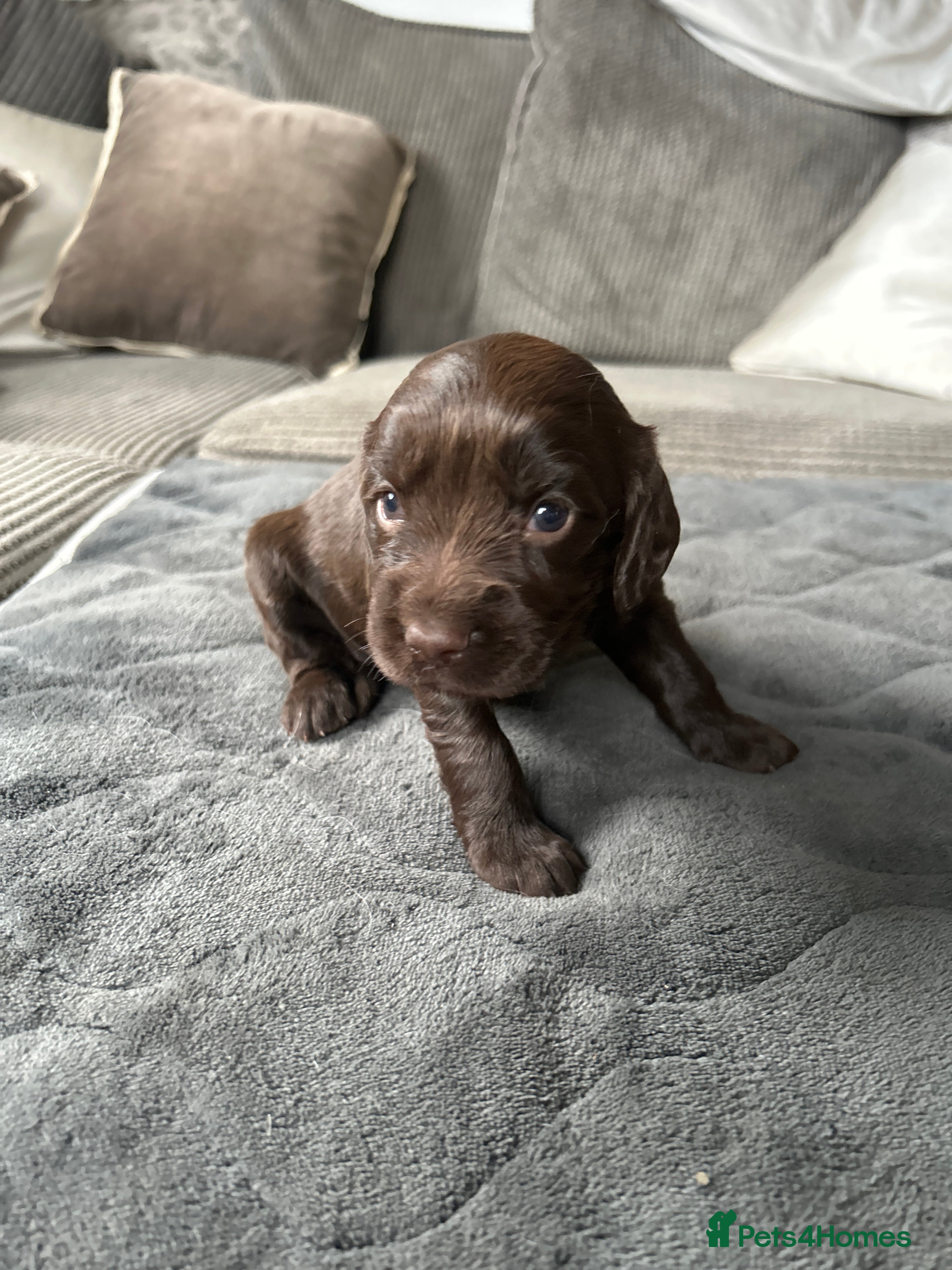 Sprocker dogs Fantastic litter of F1 Sprocker Spaniel Puppies  - Advert 2