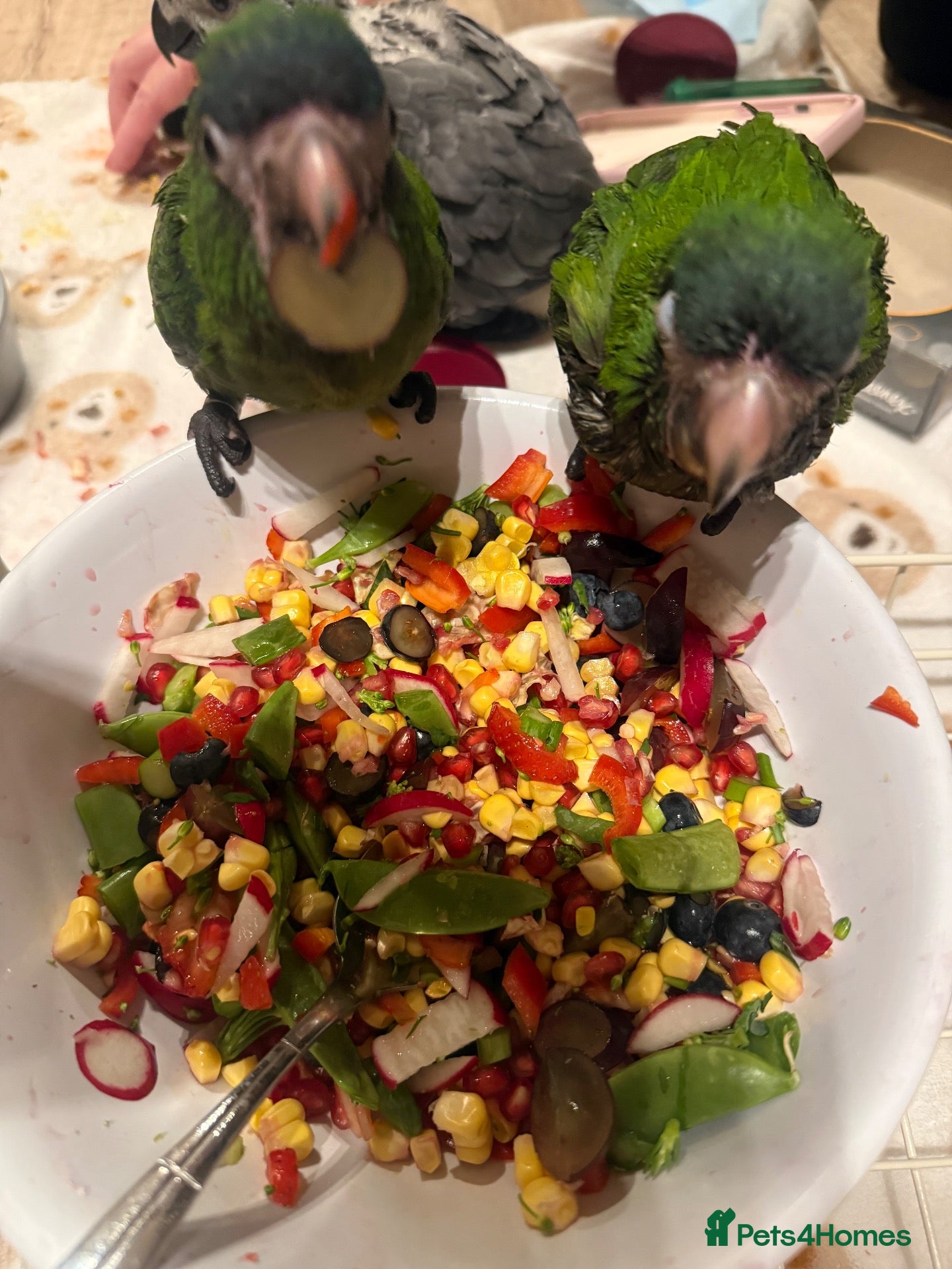 Macaws birds Hand reared silly tame hahns macaw  - Advert 16
