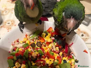 Macaws birds Hand reared silly tame hahns macaw - Advert 1