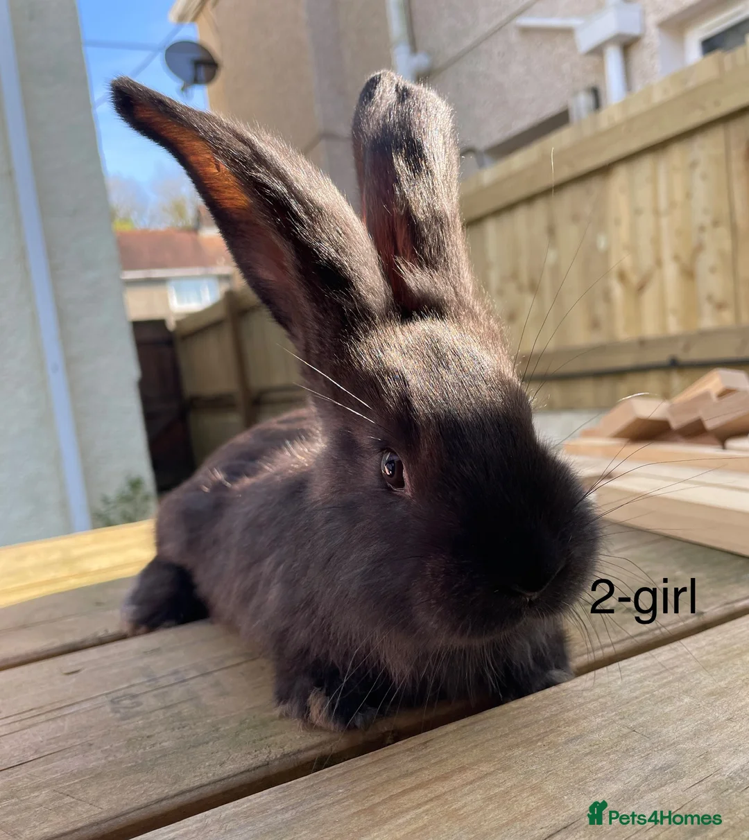 Continental Giant rabbits for sale: 💖Pure bred continental giants💖 - Advert 2