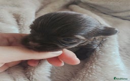 Yorkshire Terrier dogs for sale: Mini Yorkshire terrier Biewer Chocolate /black  - Image 9