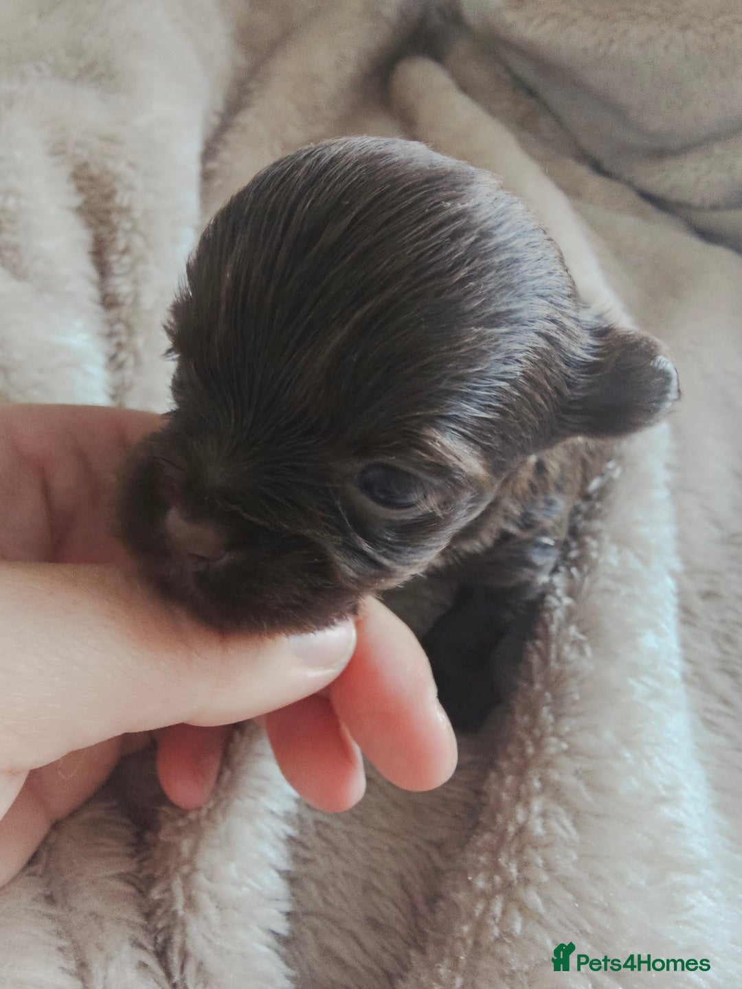 Yorkshire Terrier dogs for sale: Mini Yorkshire terrier Biewer Chocolate /black  - Image 9