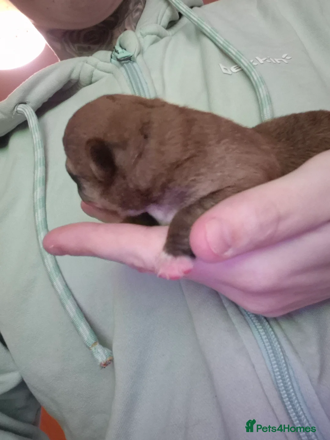 Chihuahua dogs for sale: 3 females pups for sale - Advert 3