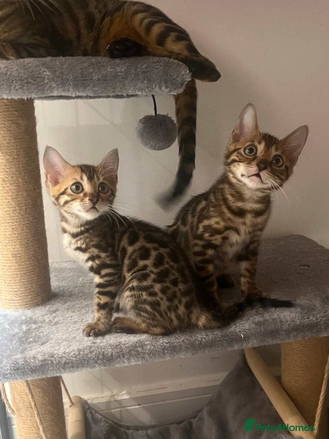 Bengal cats for sale: Stunning full pedigree registered bengal kittens  - Advert 14