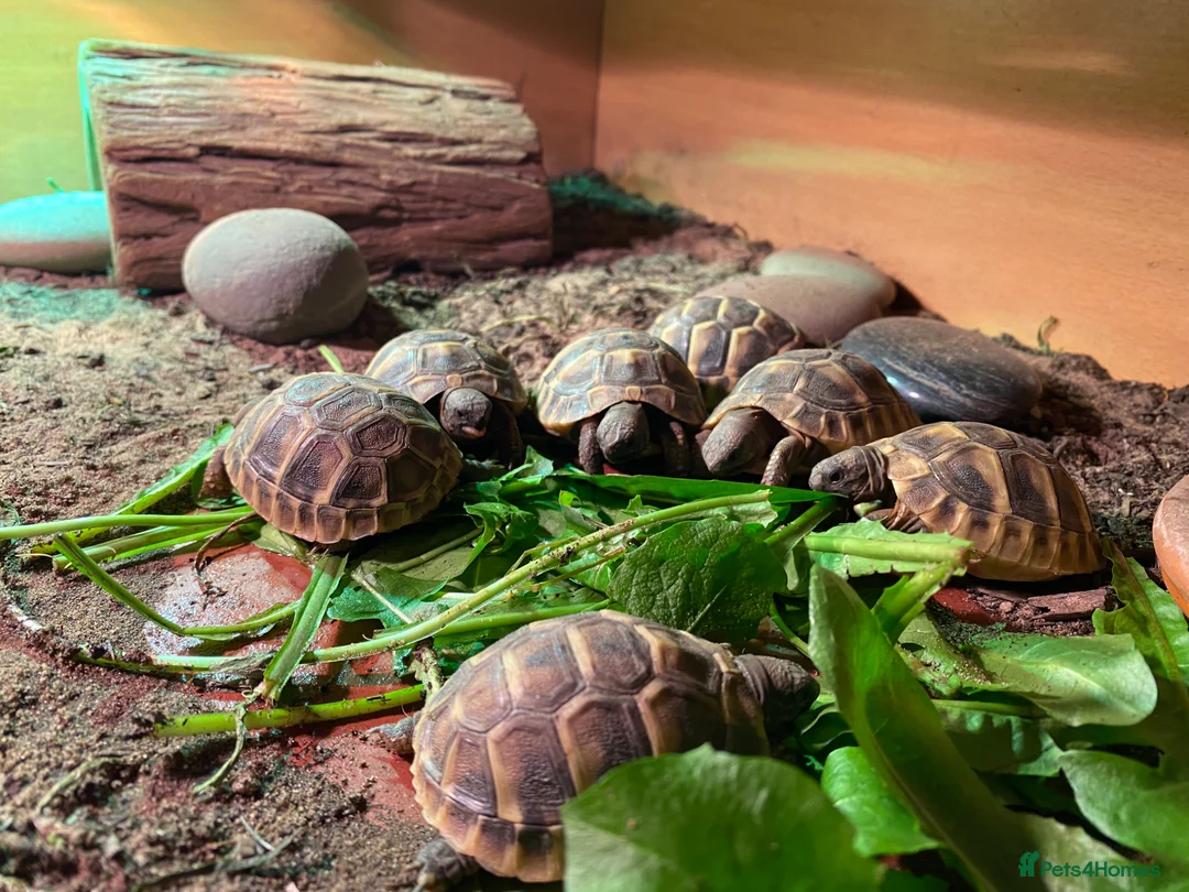 Tortoise reptiles for sale: Hermann tortoise in Whitchurch - Advert 5