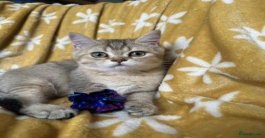 British Shorthair cats - Advert 8