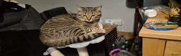 British Shorthair cats for sale: Beautiful male tabby  - Advert 5