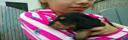 Miniature Dachshund dogs for sale: Stunning litter of Lh mini dachshunds  - Advert 13