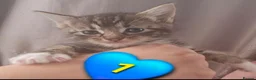 Domestic Shorthair cats for sale: Beautiful Kittens 😸  - Advert 6
