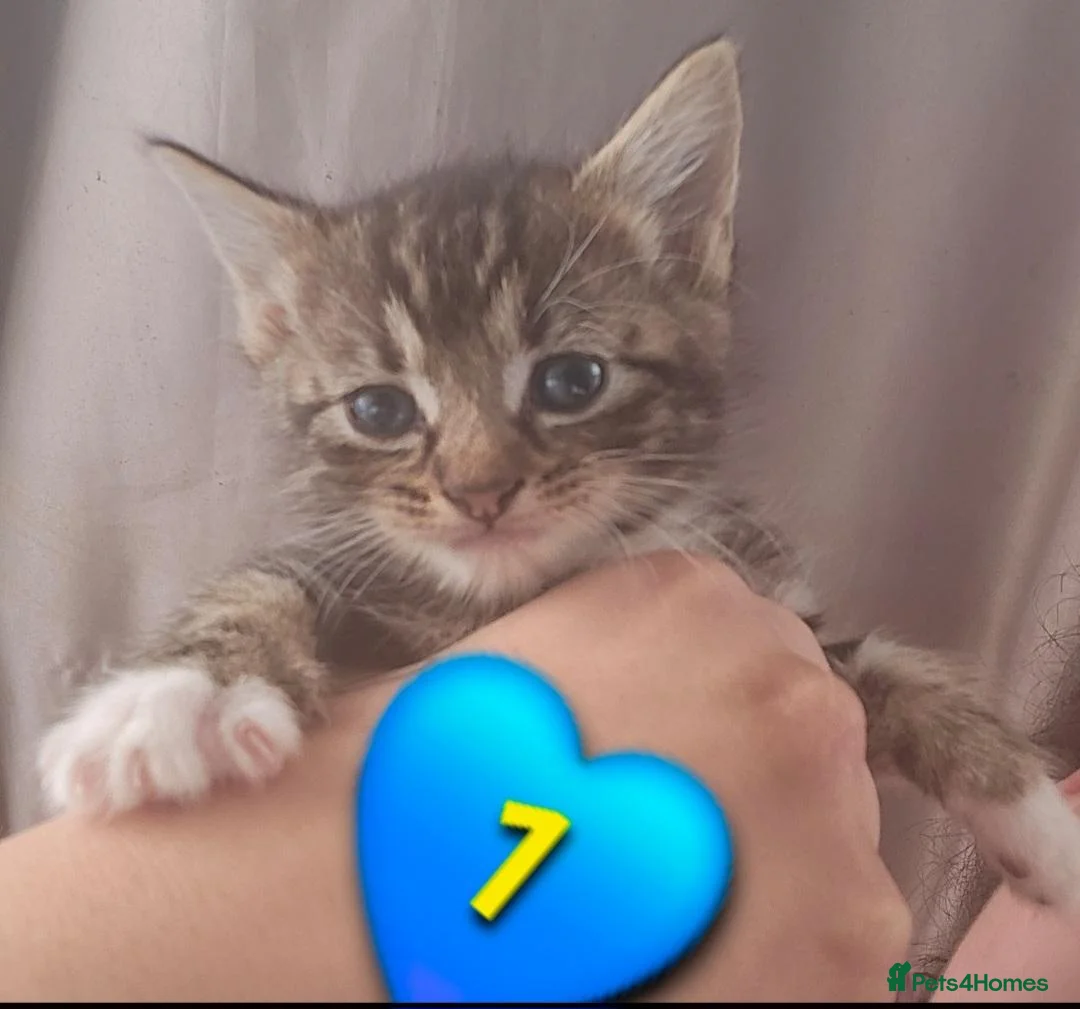 Domestic Shorthair cats for sale: Beautiful Kittens 😸  - Advert 6