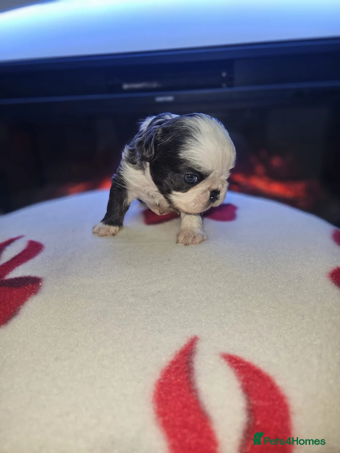 French Bulldog dogs for sale: Beautiful kc fluffy panda french bulldogs - Advert 12