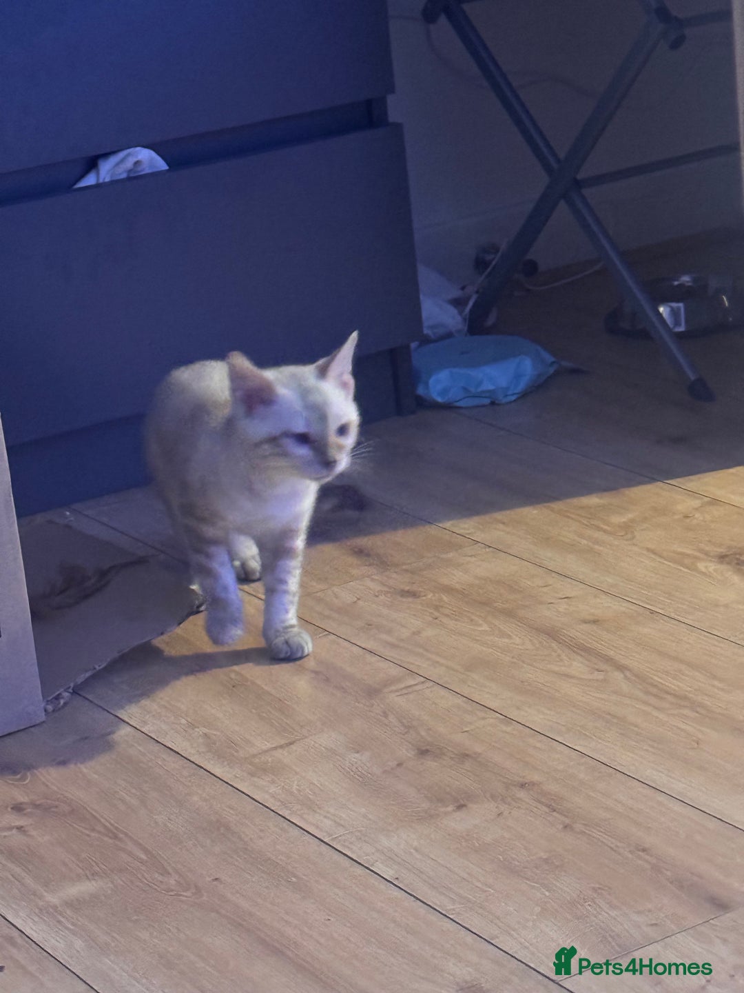 Bengal cats for sale: Bengal beauty  - Advert 3