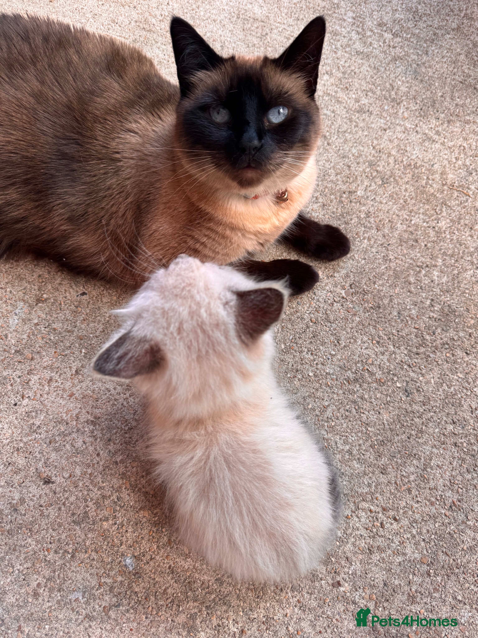 Mixed Breed cats for sale: Ragdoll cross Siamese kittens  - Advert 1