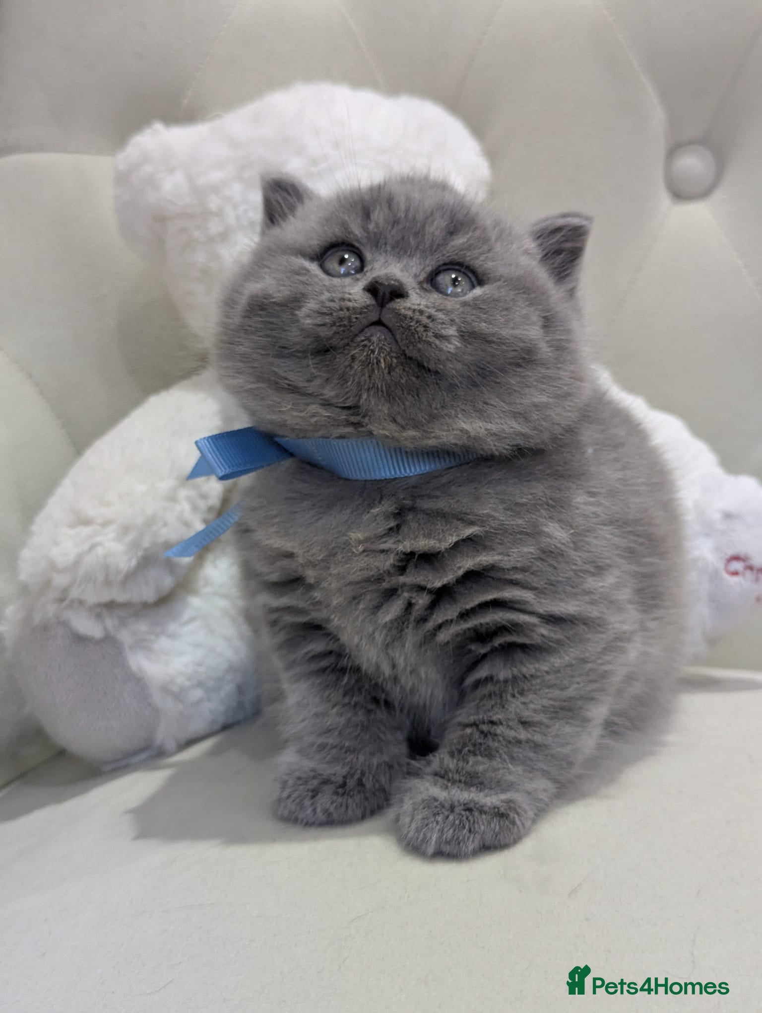 British Shorthair cats Available British shorthair Blue girl and boy - Advert 1