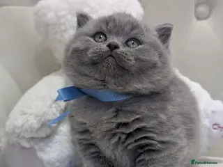 British Shorthair cats Available British shorthair Blue girl and boy - Advert 1