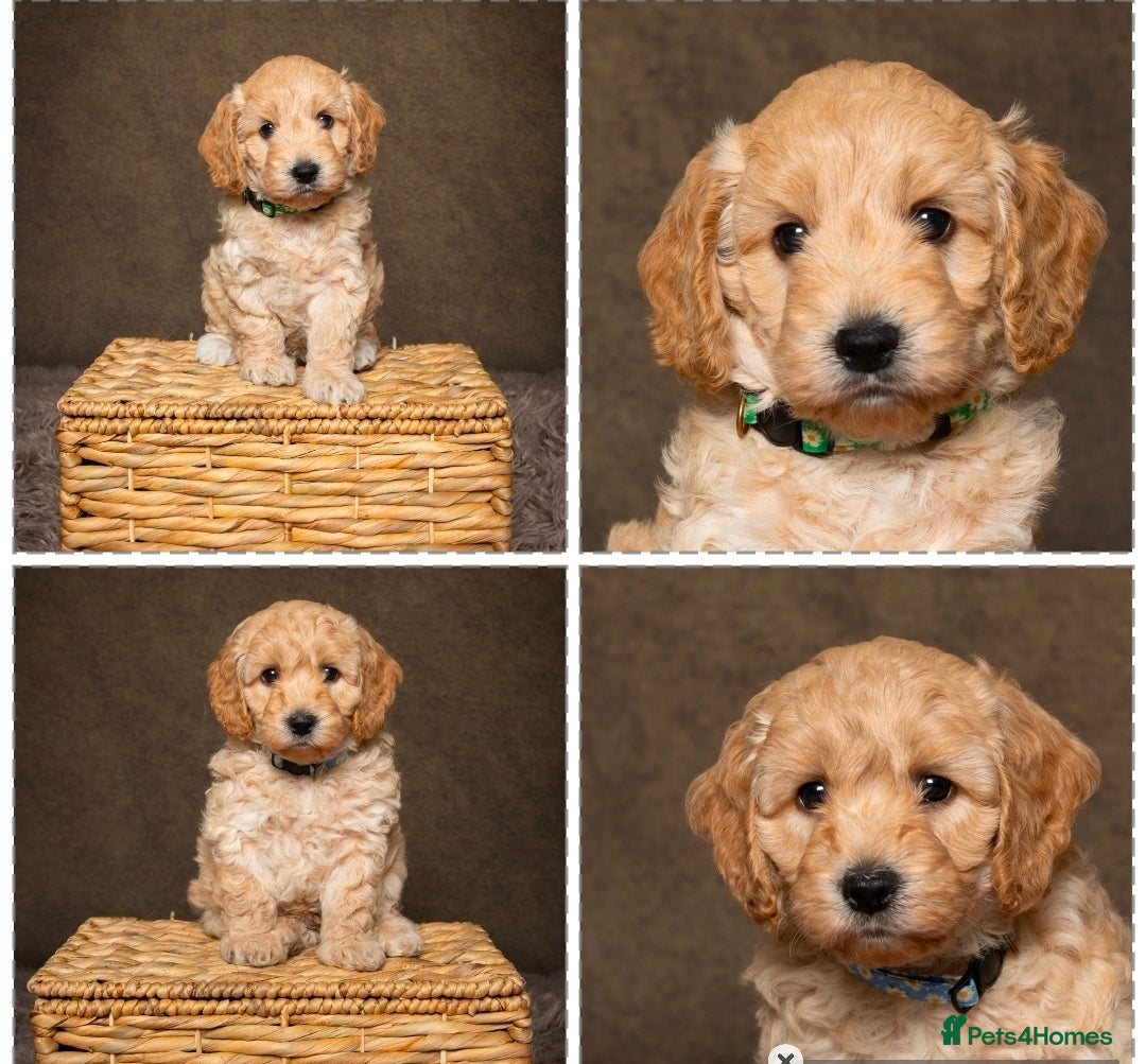 Cockapoo dogs 2 Amazing F1 Cockapoo Boys, Health tested parents - Advert 1