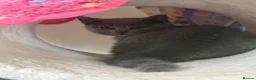 British Shorthair cats for sale: Beautiful British Shorthair Kittens 🤍 - Advert 2