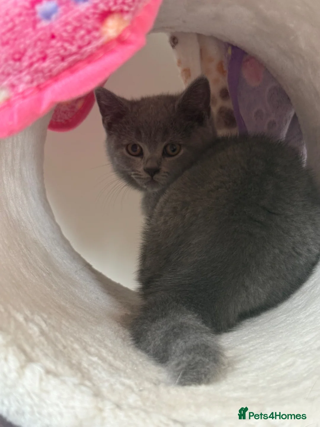 British Shorthair cats for sale: Beautiful British Shorthair Kittens 🤍 - Advert 2