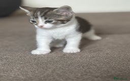Mixed Breed cats for sale: Female Kitten For Sale - Image 2
