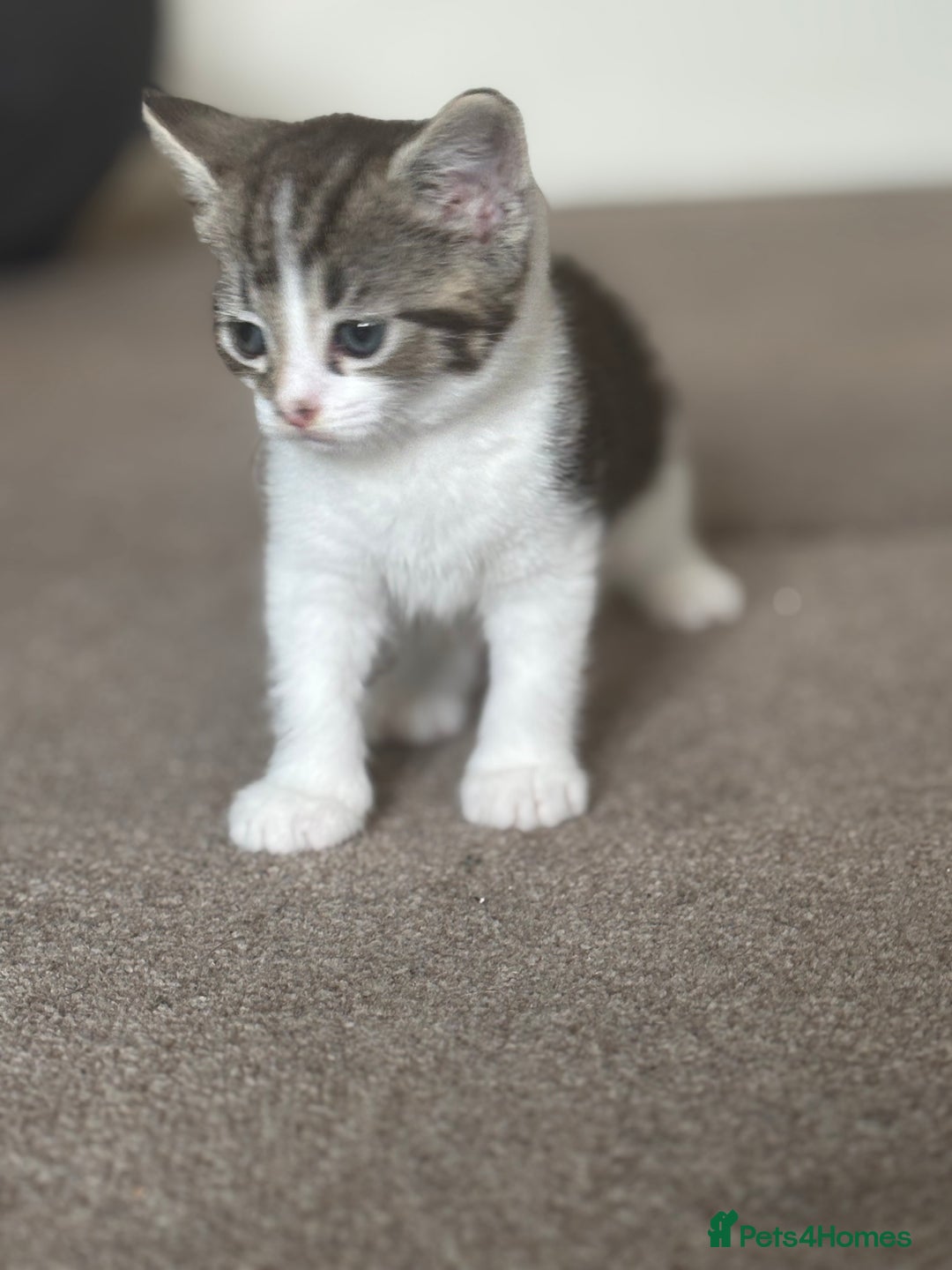 Mixed Breed cats for sale: Female Kitten For Sale - Image 2