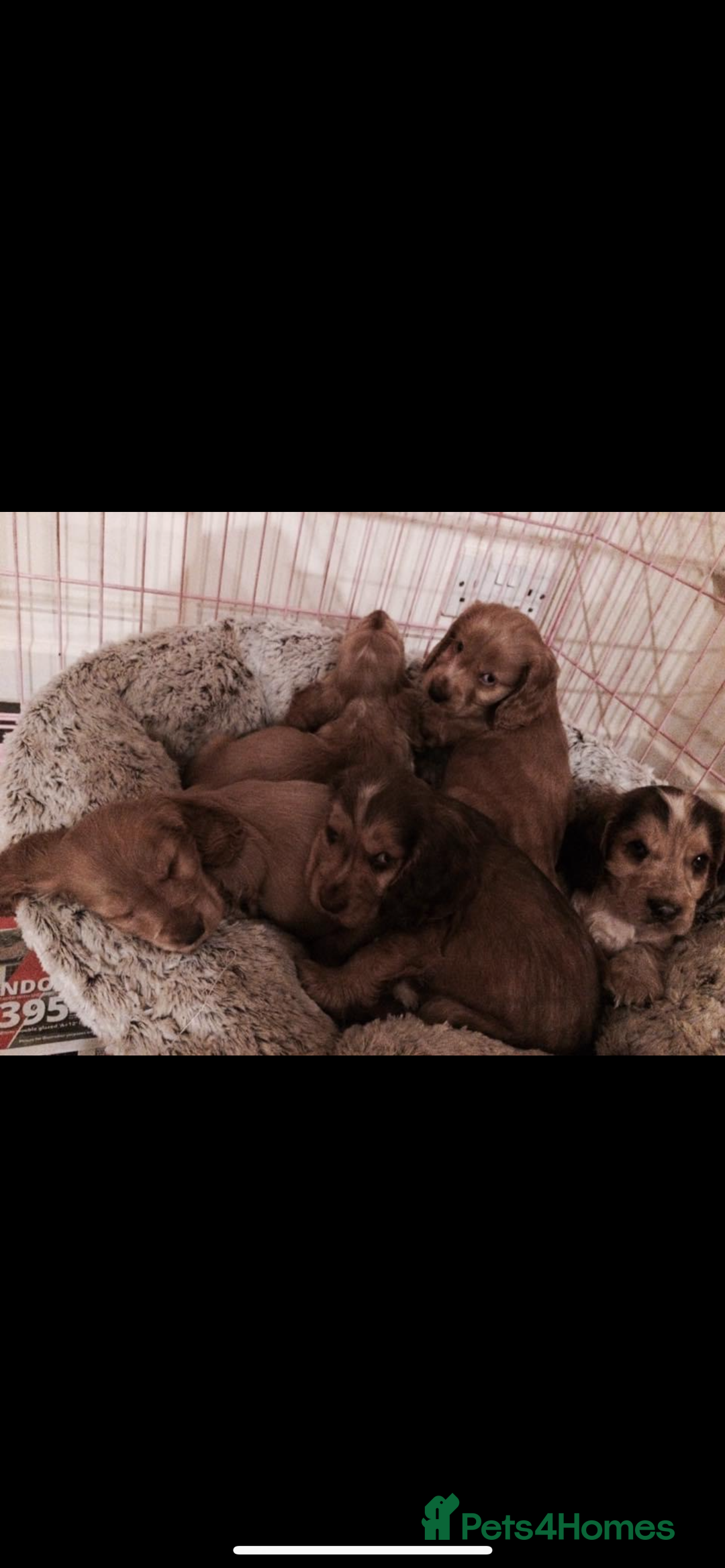 Cocker Spaniel dogs for stud: PROVEN ! Show type Cocker Spainel for stud duties  in Rugby - Image 9