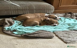Mixed Breed dogs for sale: Gorgeous litter of puppies red fawn  - Image 2