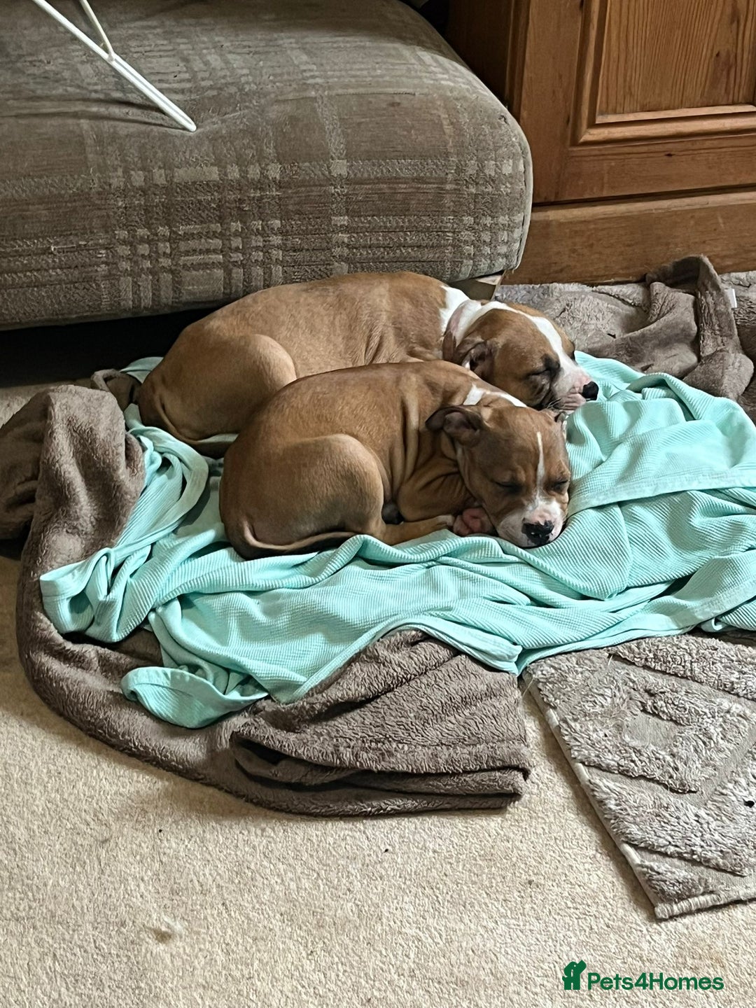 Mixed Breed dogs for sale: Gorgeous litter of puppies red fawn  - Image 2