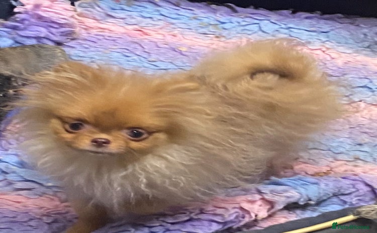 Pomeranian dogs 3 outstanding Pomeranian puppies  - Advert 5