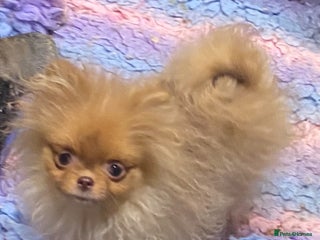 Pomeranian dogs 3 outstanding Pomeranian puppies - Advert 1