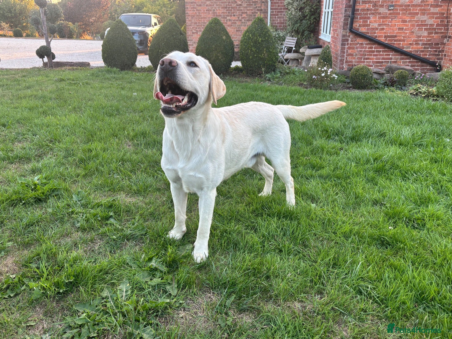 Labrador Retriever dogs Mossland Missing Link  - Advert 2