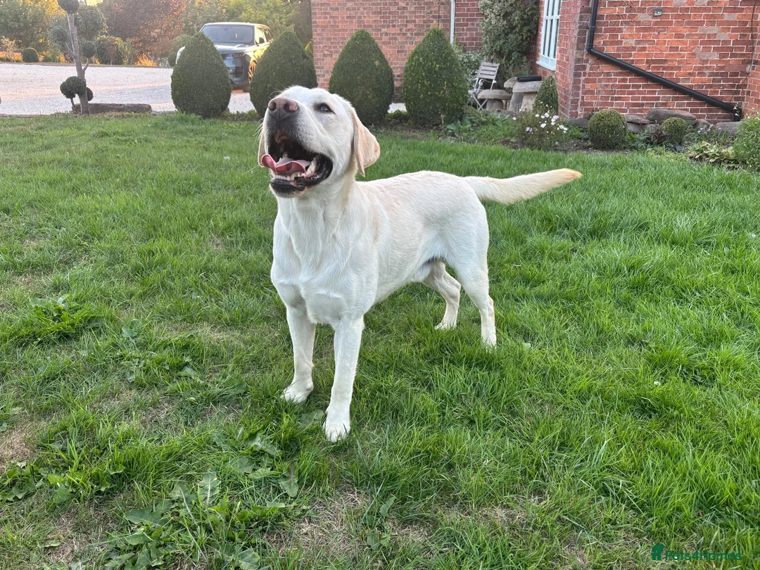 Labrador Retriever dogs for stud: Mossland Missing Link  - Advert 1