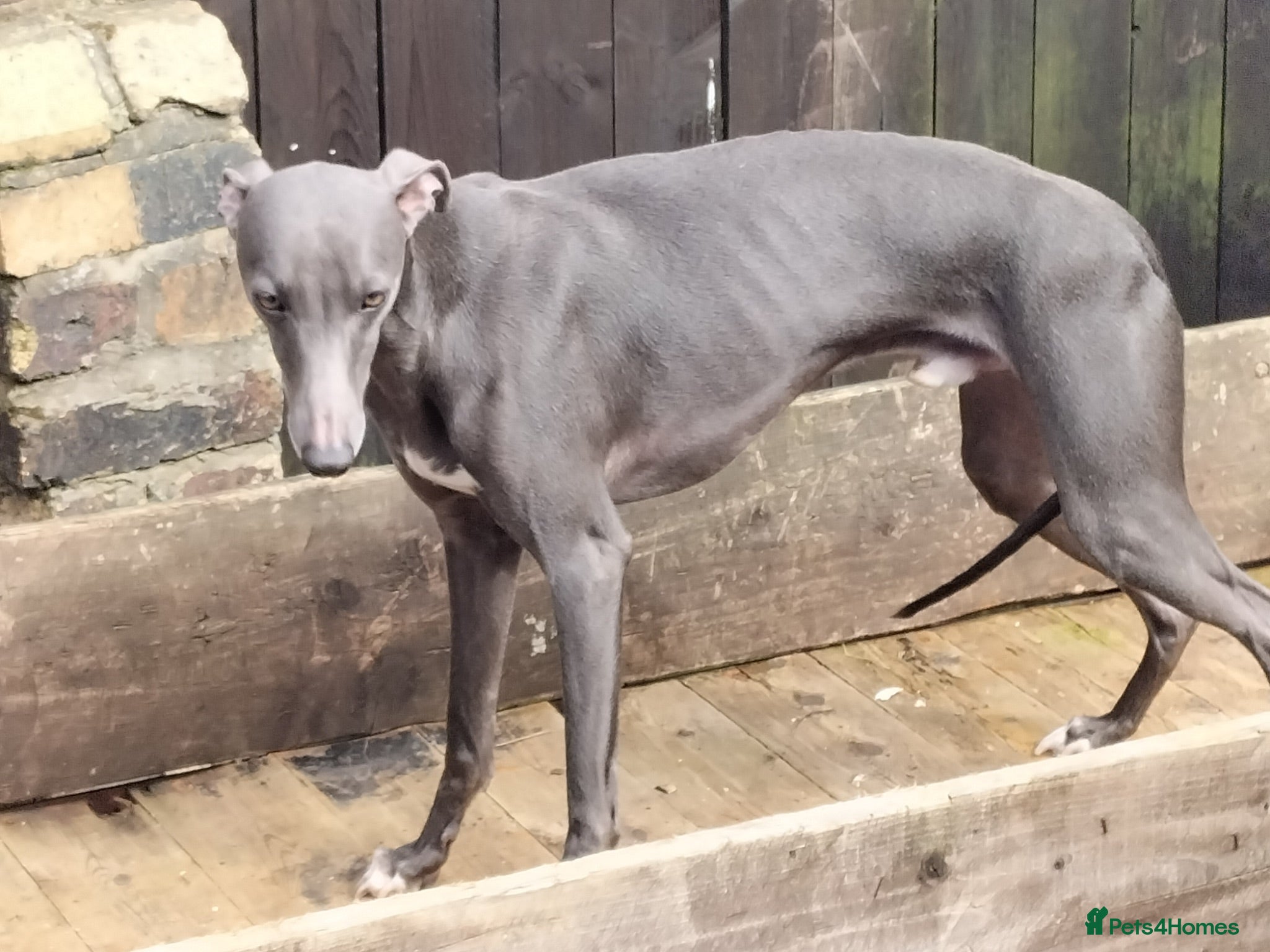 Whippet dogs Whippet dog  - Advert 8