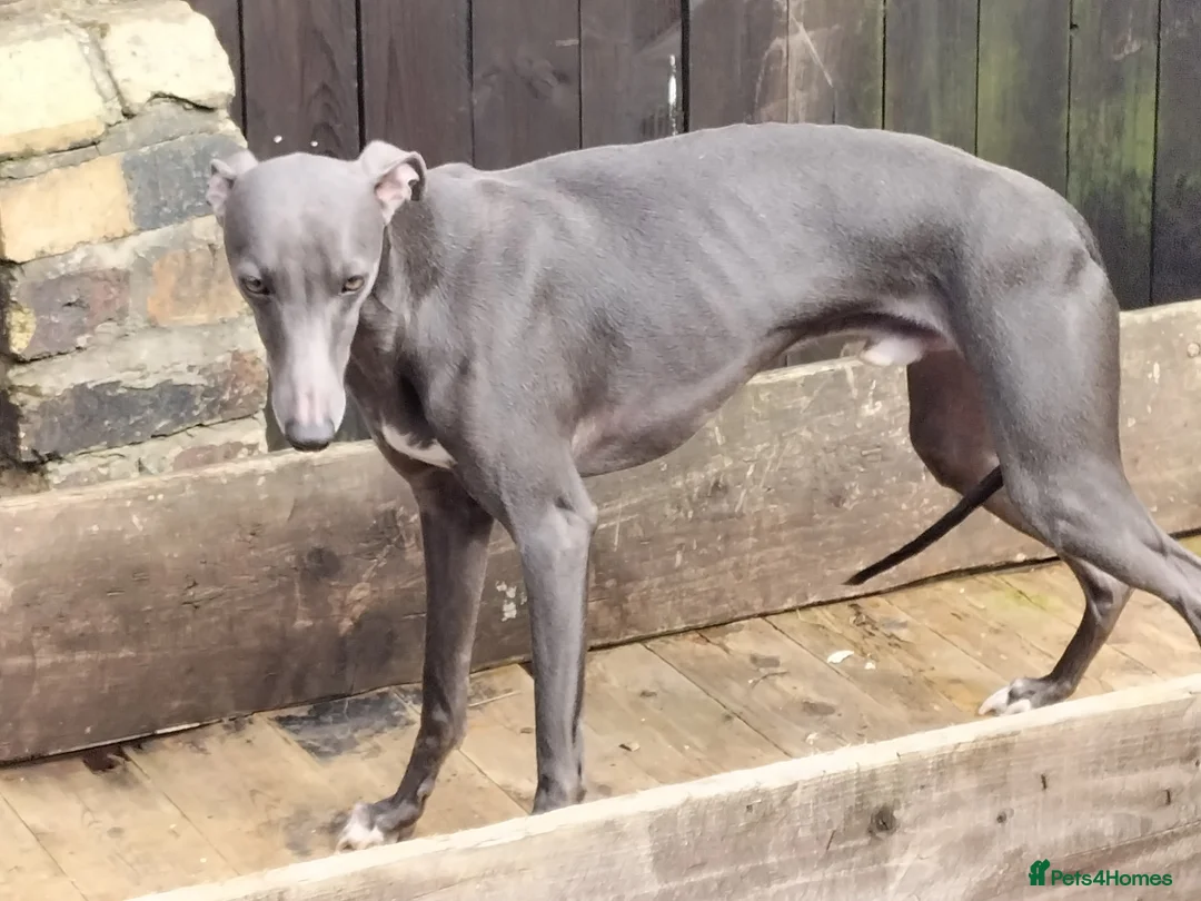Whippet dogs for sale: Whippet dog  - Advert 1