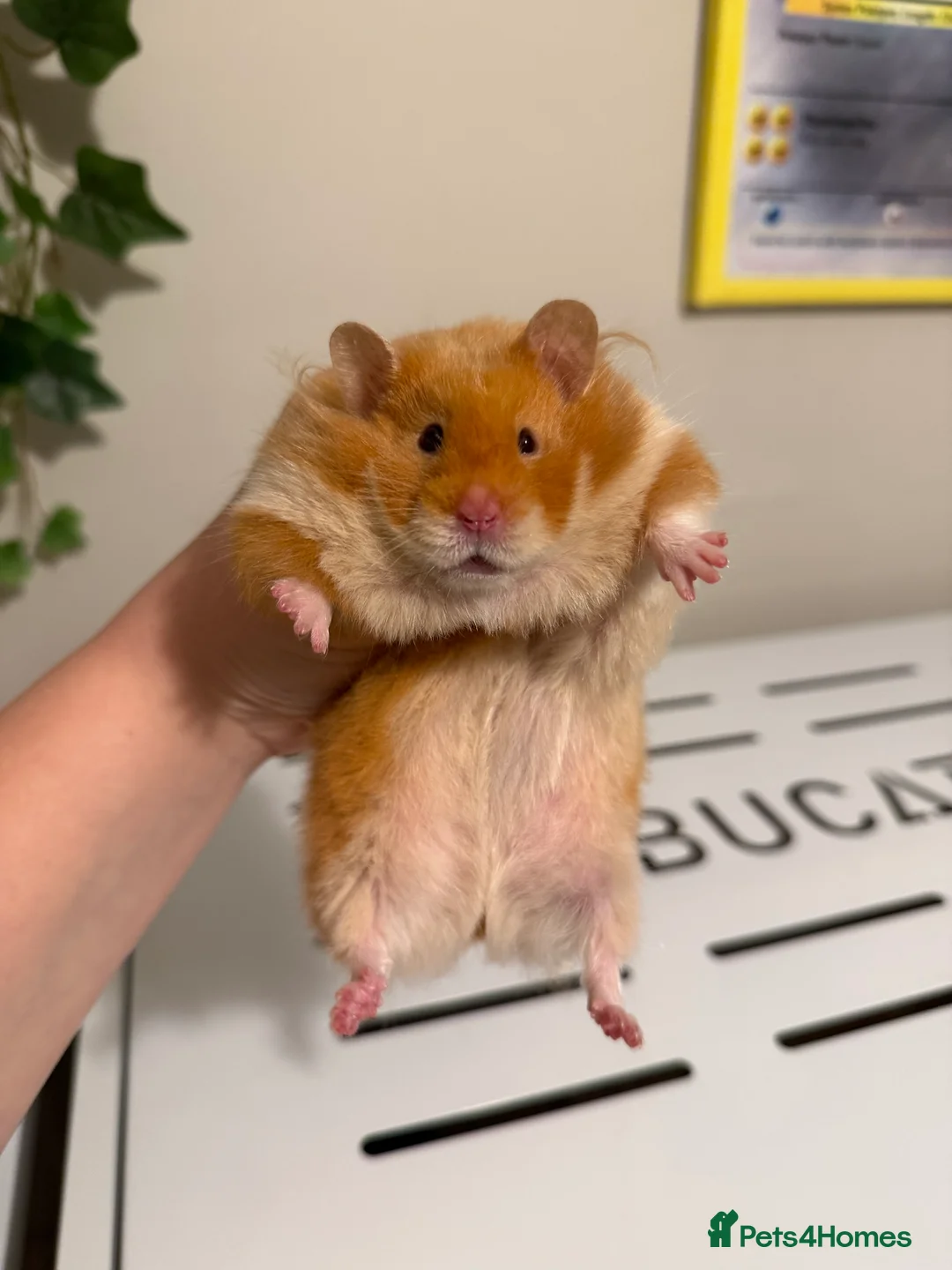 Hamster rodents for sale: Long haired Syrian hamster  - Advert 1