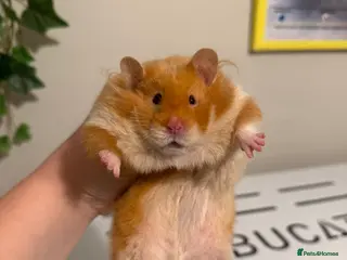 Hamster rodents Long haired Syrian hamster - Advert 4