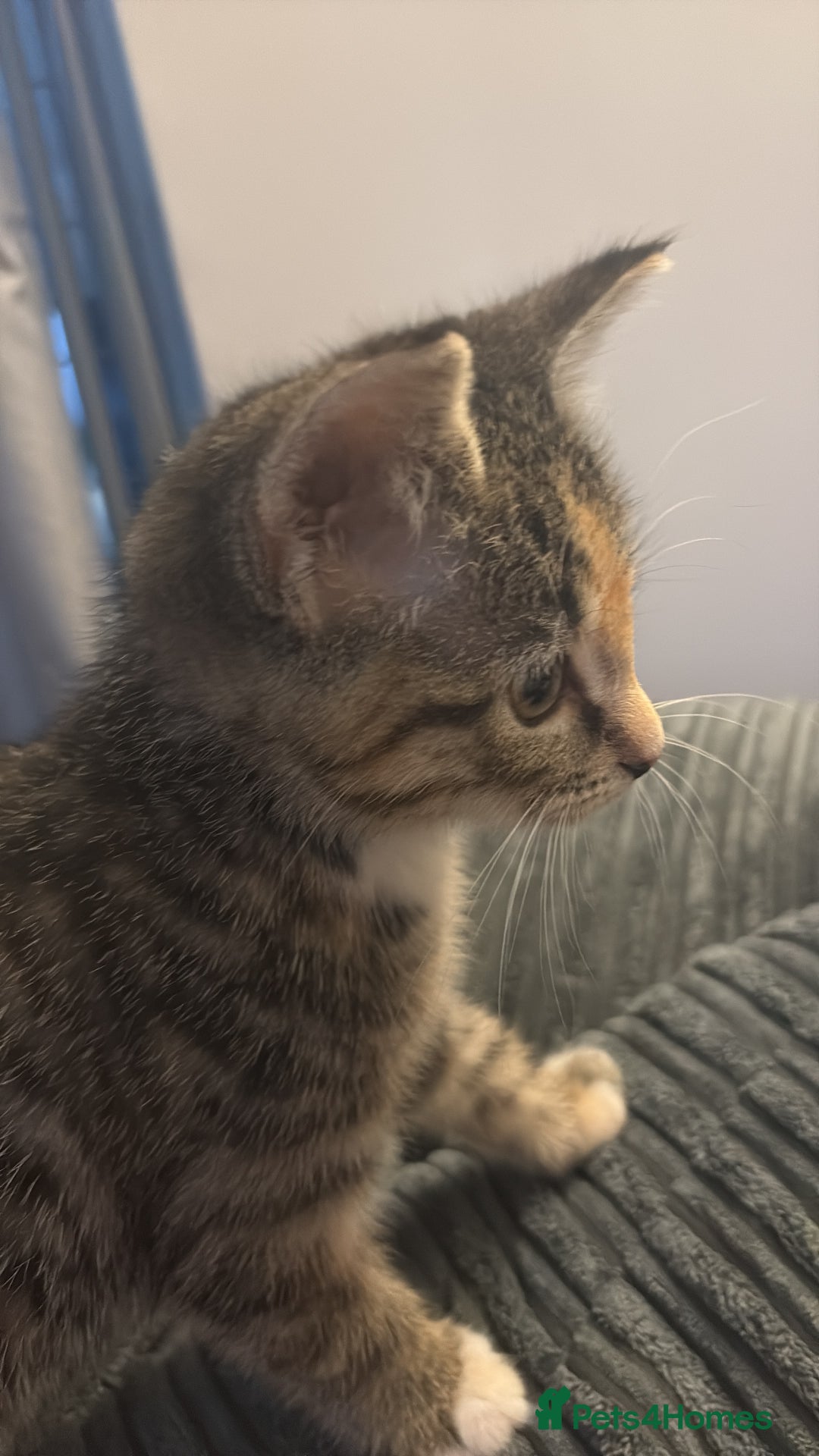 Domestic Shorthair cats for sale: 🐾 Adorable Kitten Looking for a Loving Home 🐾 - Image 3