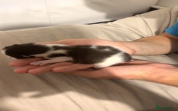 Mixed Breed cats for sale: 4 kittens for sale  - Image 3