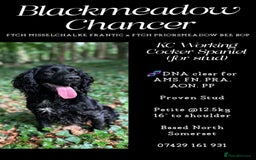 Cocker Spaniel dogs for stud: Blackmeadow Chancer FOR STUD (FTCH x FTCH) - Image 5