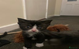 Mixed Breed cats for sale: Beautiful playful kittens  - Image 3