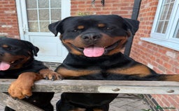 Rottweiler dogs for sale: Gorgeous Boy KC Rottweiler puppy - Image 8
