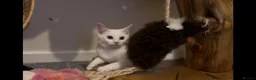 Abyssinian cats for sale: Really sweet temperament  - Advert 4