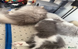 Persian cats for sale: Kitten  - Image 26