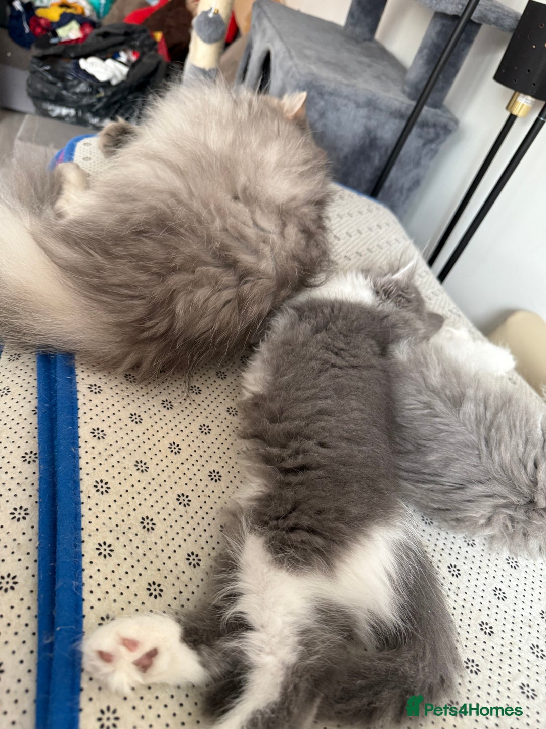 Persian cats for sale: Kitten  - Image 26