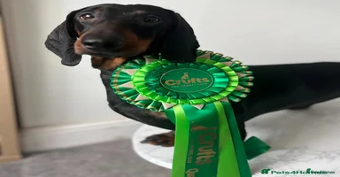 Dachshund dogs - Advert 3