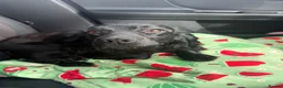 Cocker Spaniel dogs for sale: KC Registered Black Female Working Spaniel - Advert 2