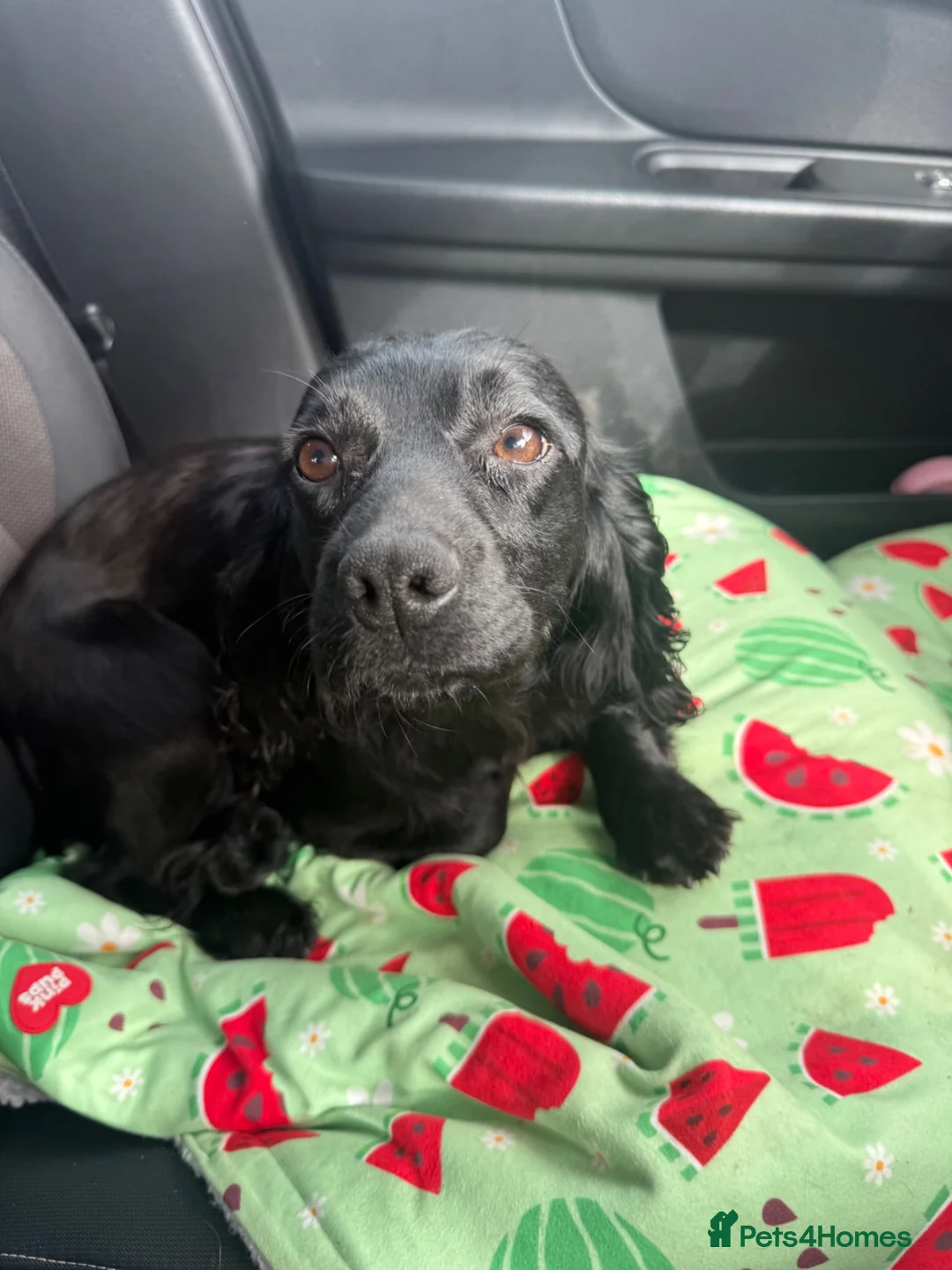 Cocker Spaniel dogs for sale: KC Registered Black Female Working Spaniel - Advert 2